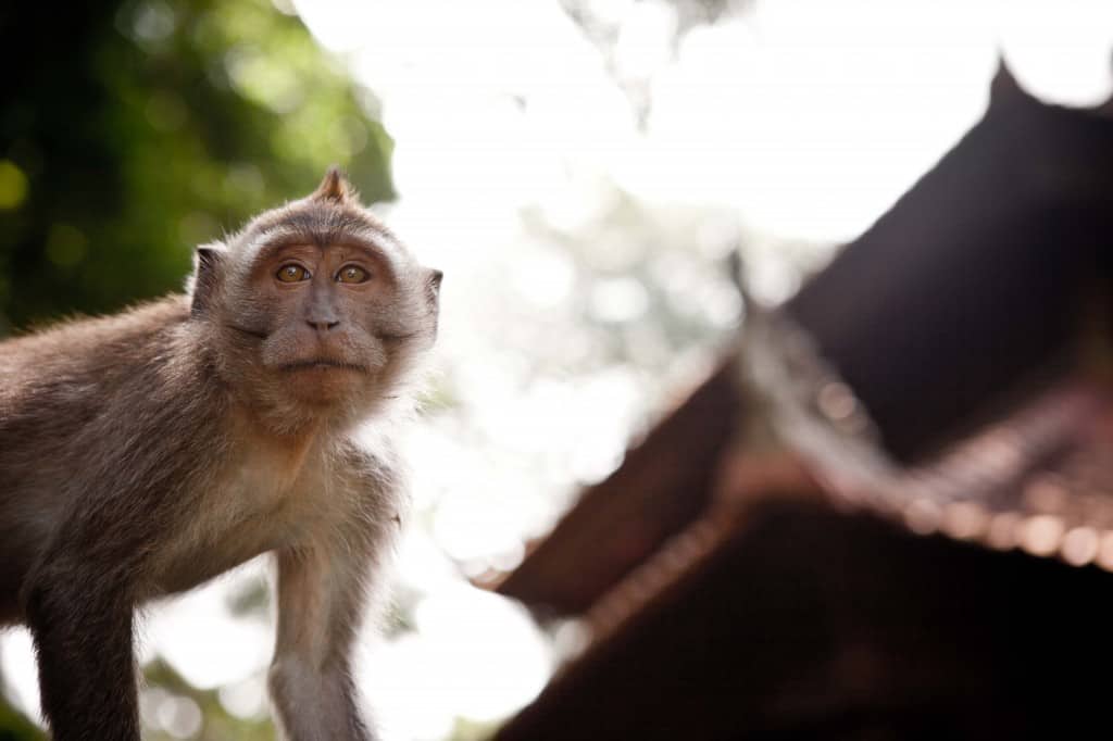 Sangeh Secret Monkey Forest Sanctuary