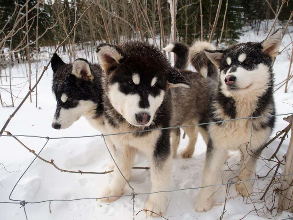 Plein Air de l'Anse huskies