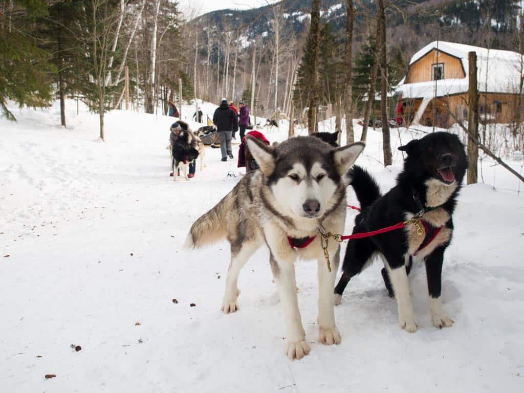 Dogsledding in quebec at Plein Air de l"Anse