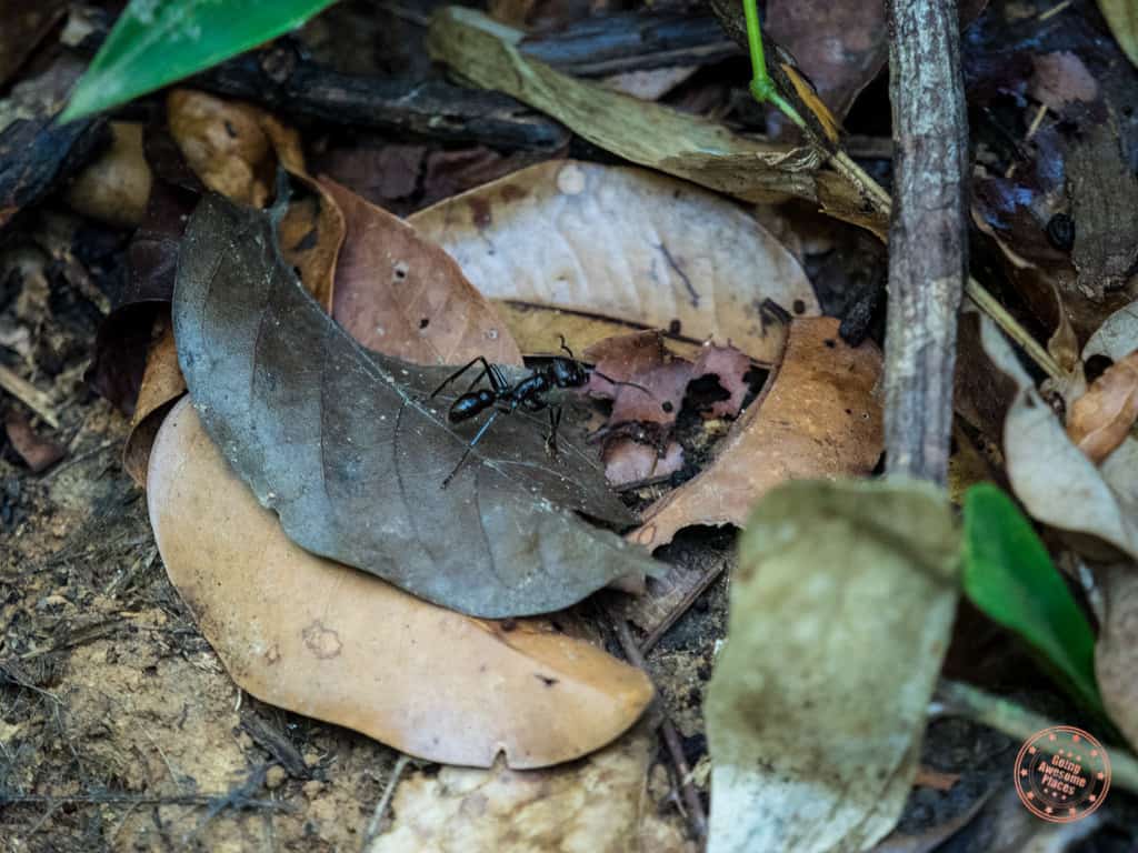 Everything is larger in the Amazon