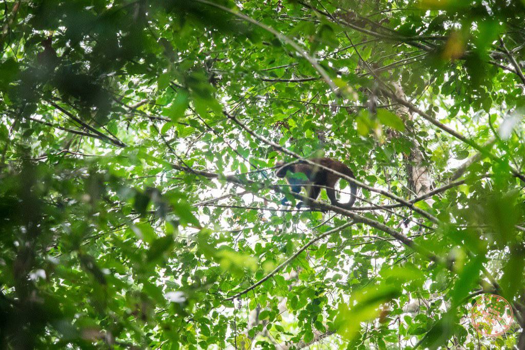 Monkeys in the Amazon