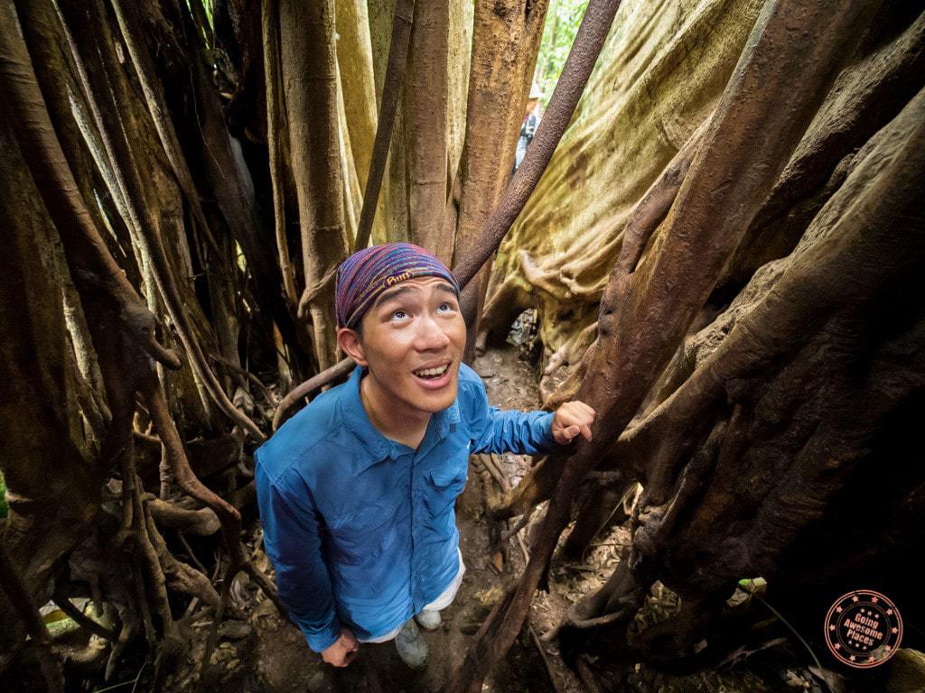 In the heart of a tree