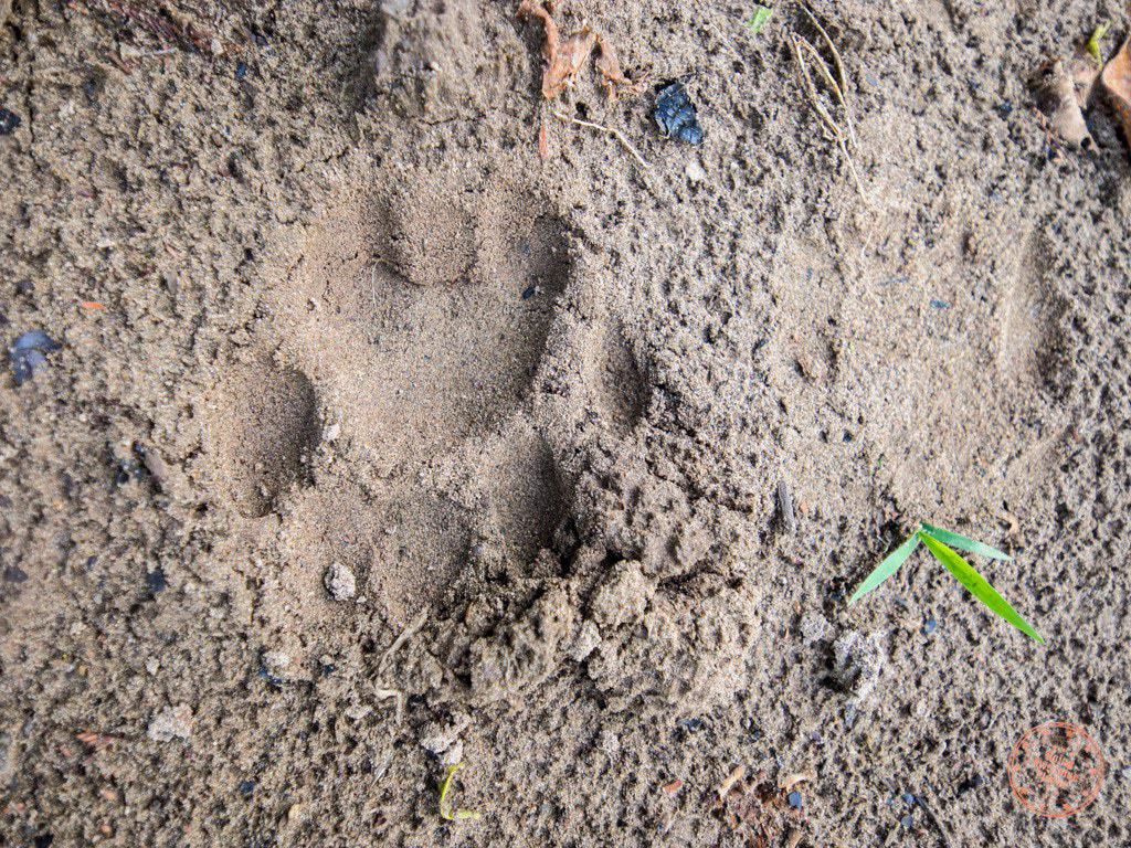 Jaguar Paw Prints in the Sand