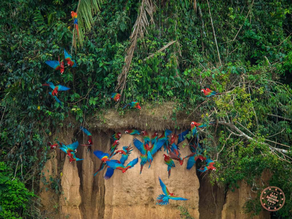 famous clay licks in the amazon jungle which draw huge groups of colorful macaw parrots