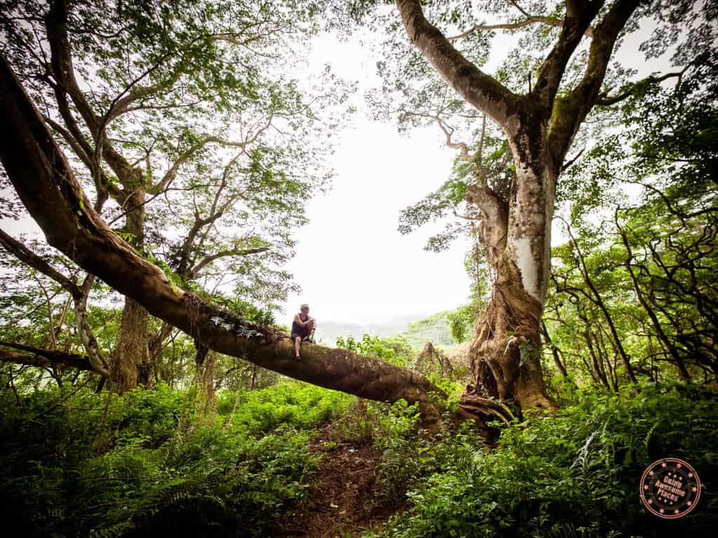 kuilau trail hiking in kauai man sitting on tree