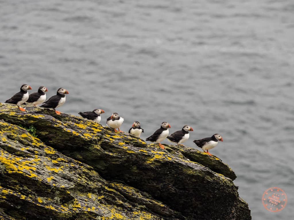 Puffins On The Edge