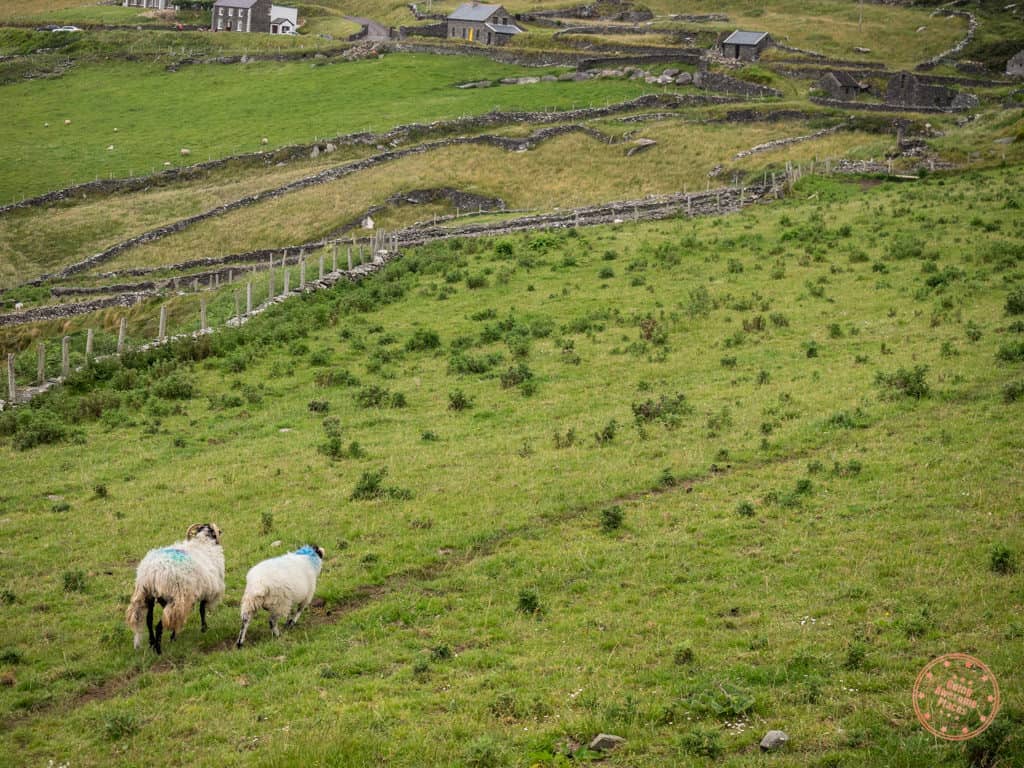 Sheep Along Slea Head Drive in Dingle