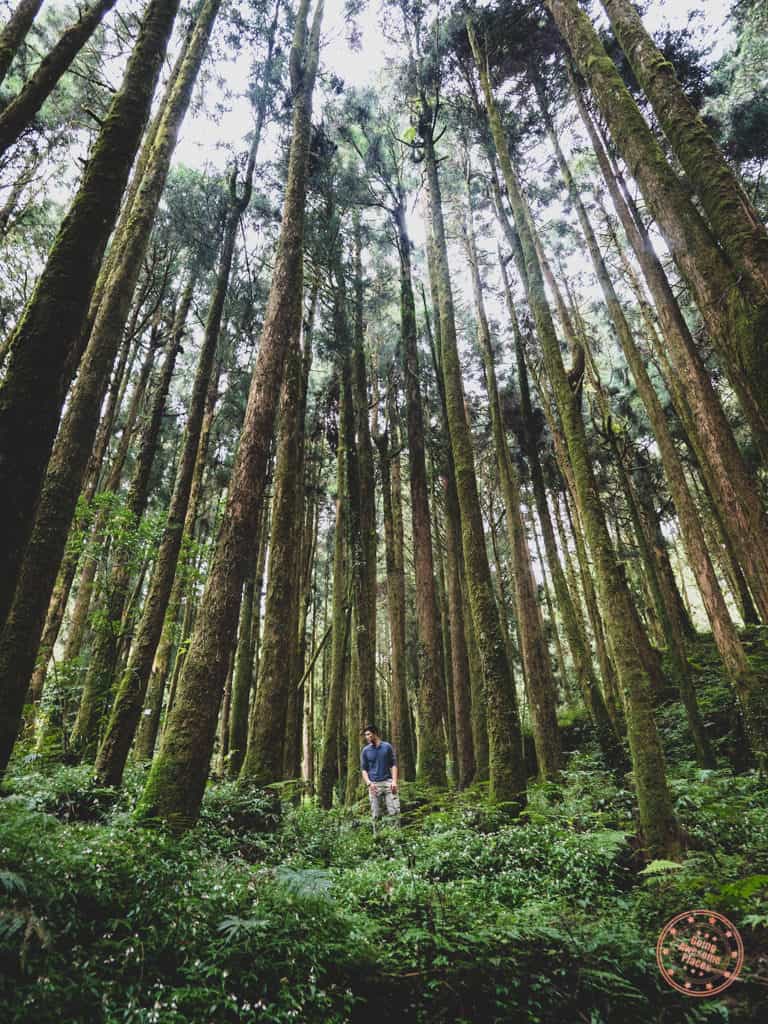 Amongst Giants in Alishan