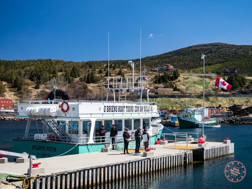 o'brien's whale and bird boat tours docked at bay bulls