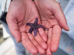micro purple starfish in petty harbor outside of st john's newfoundland