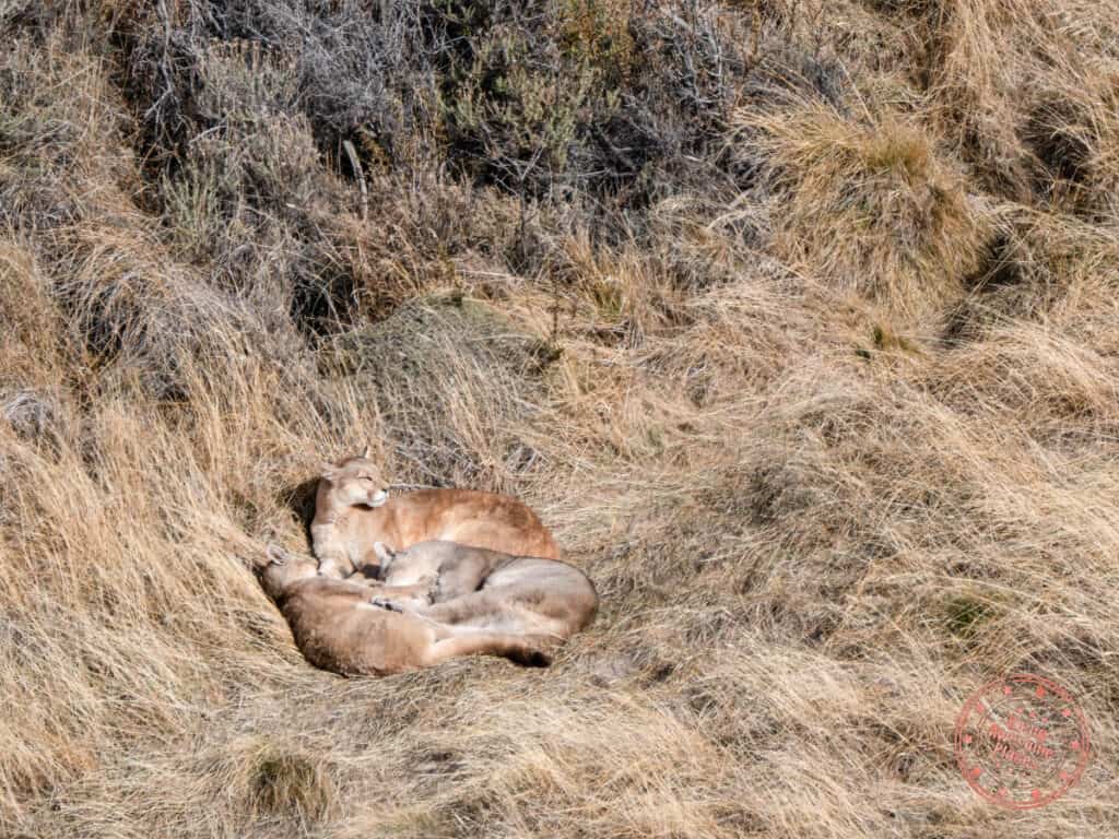 close of up 3 pumas in patagonia during puma tracking tour