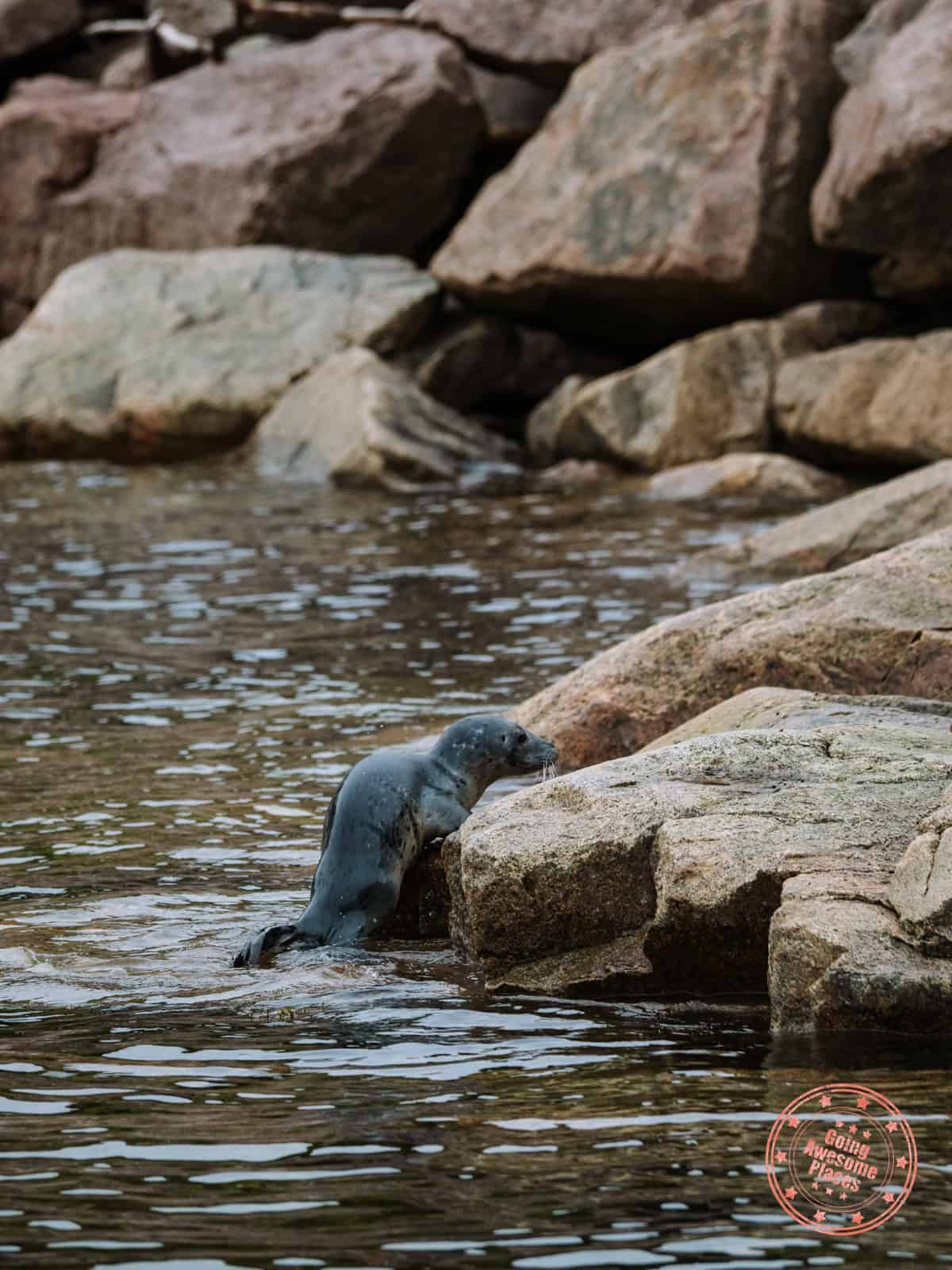 baby harbour seal climbing up les escoumins