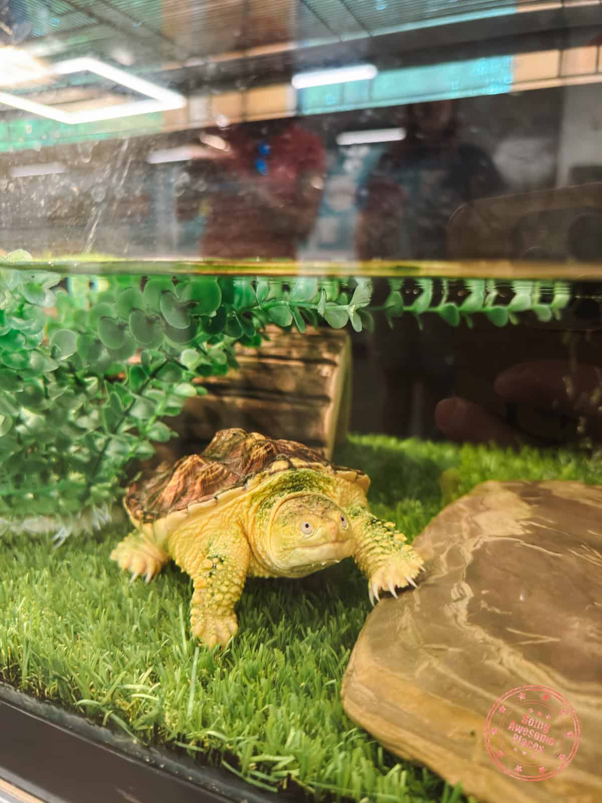 baby snapping turtle at mille iles rehabilitation centre