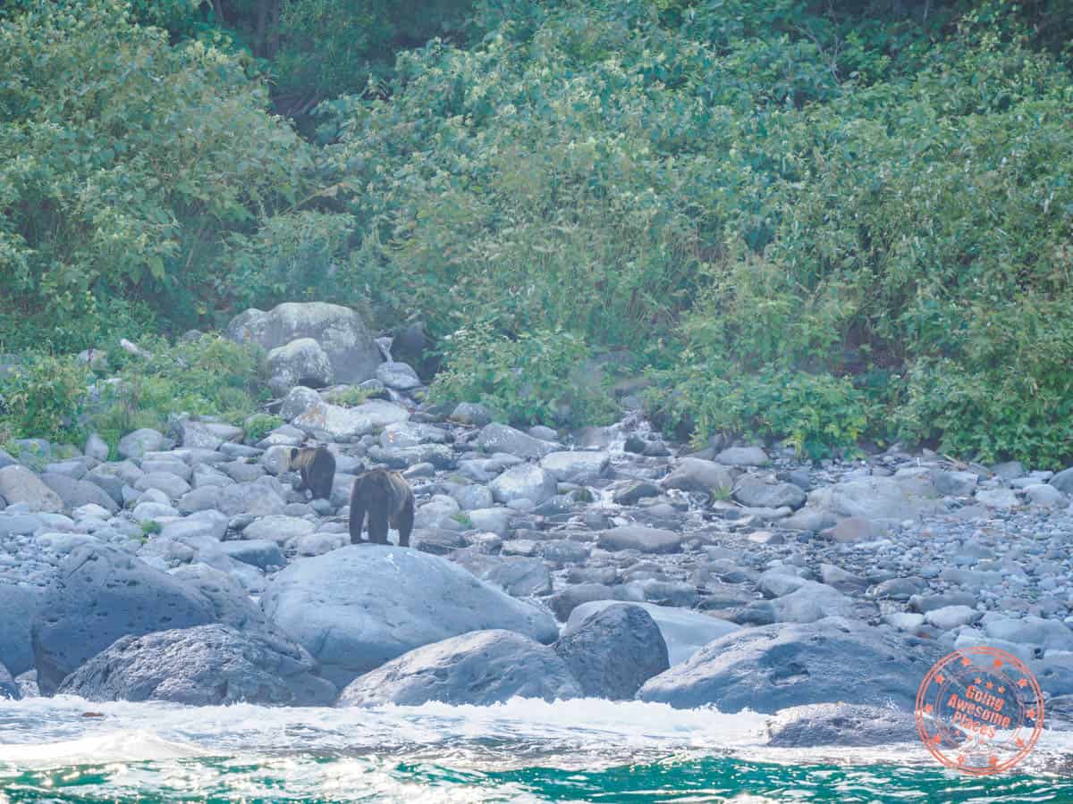 bear watching cruise sighting from rausu in far east hokkaido
