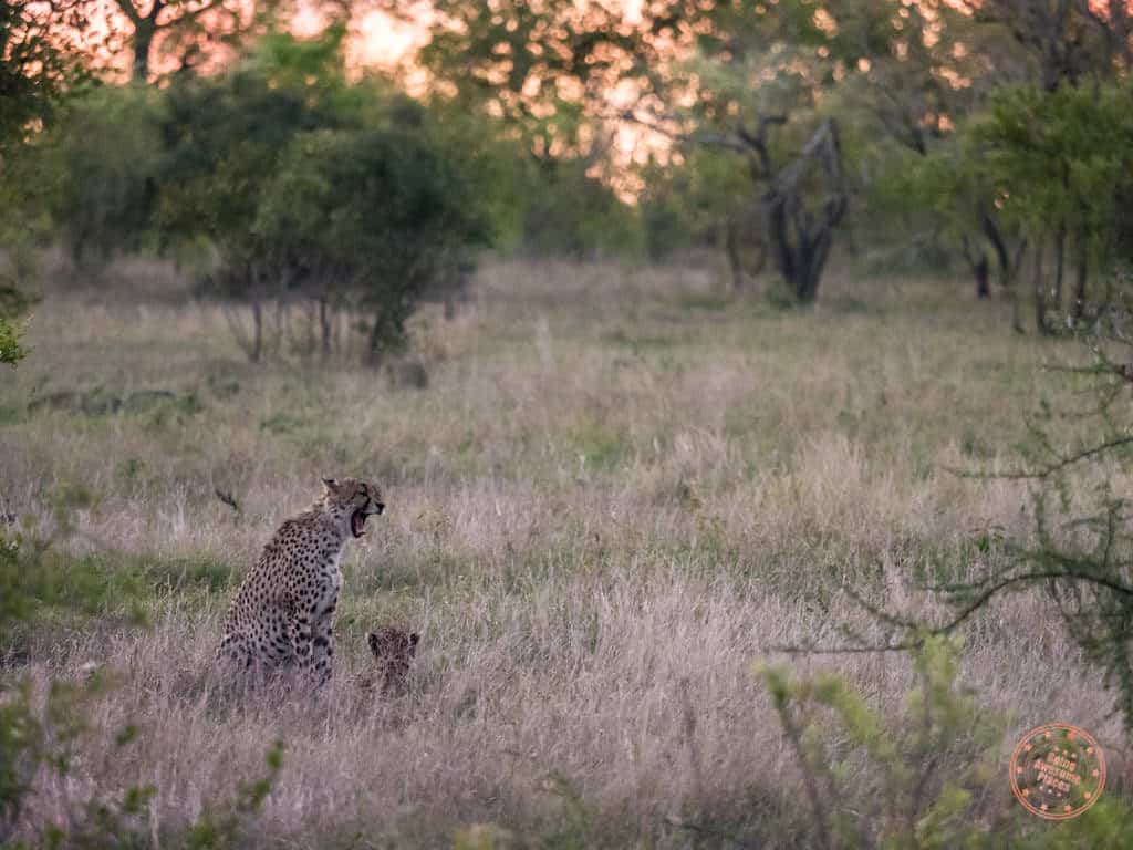 cheetah yawning during sunset drive in kruger national park safari guide