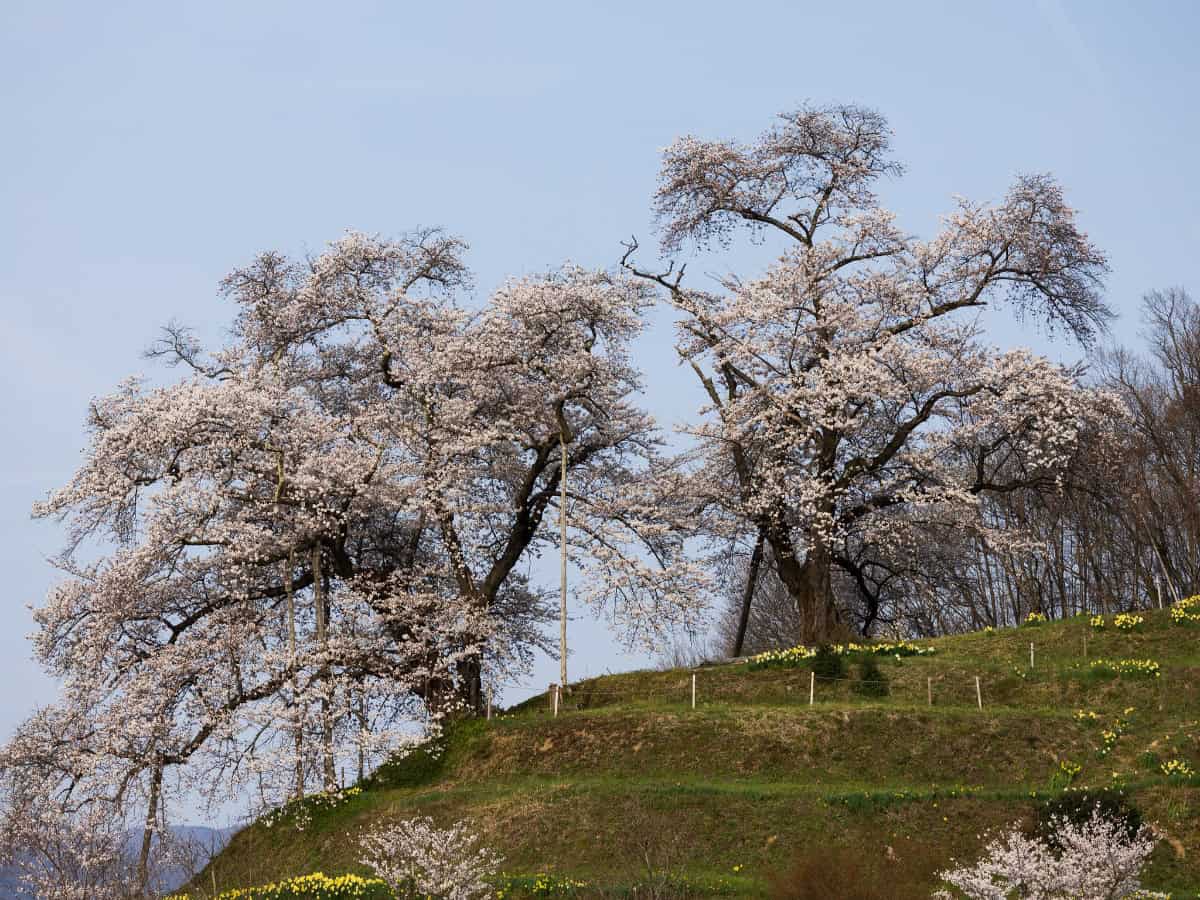 weeping cherry blossom trees in tohoku