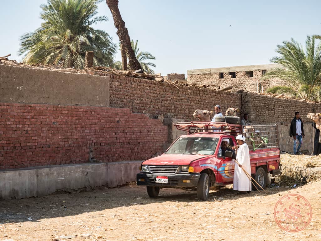 daraw camel market pickup truck transport