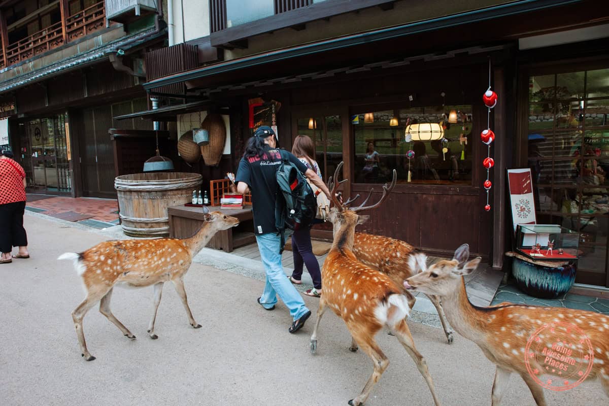 bowing deer following tourists walking streets of nara
