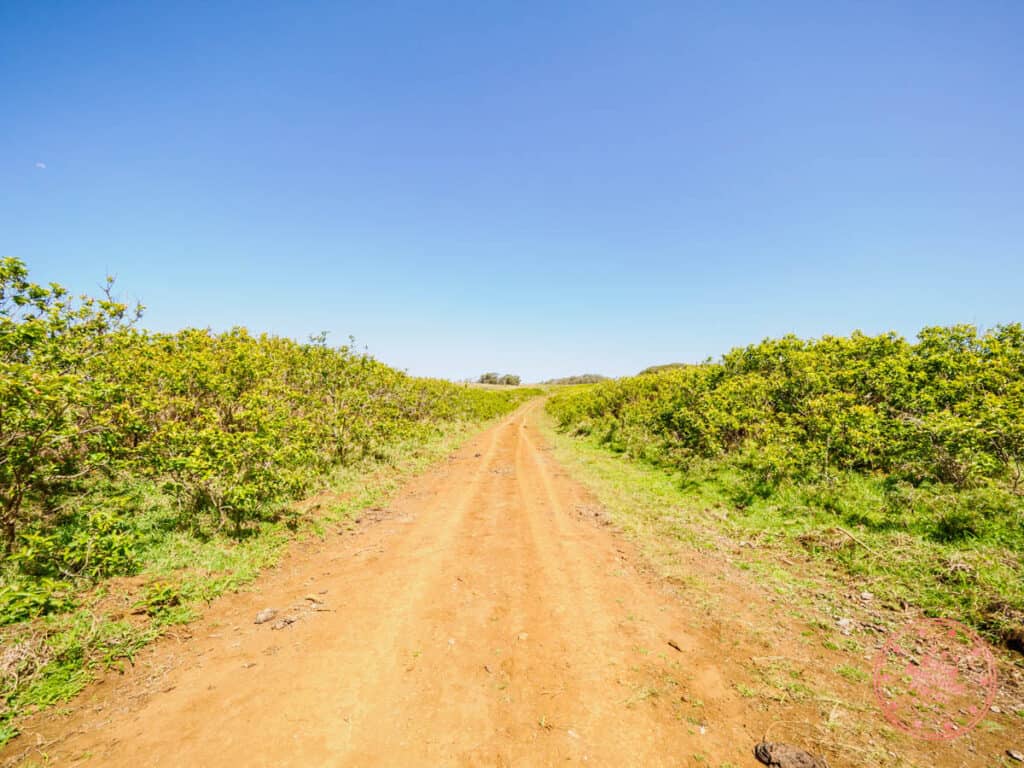 dirt path on via a tare trail