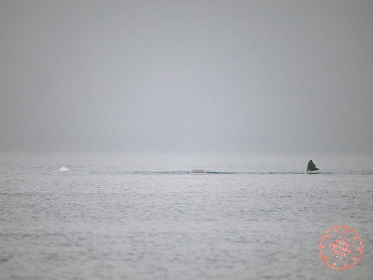 du fleuve whale watching belugas spotted