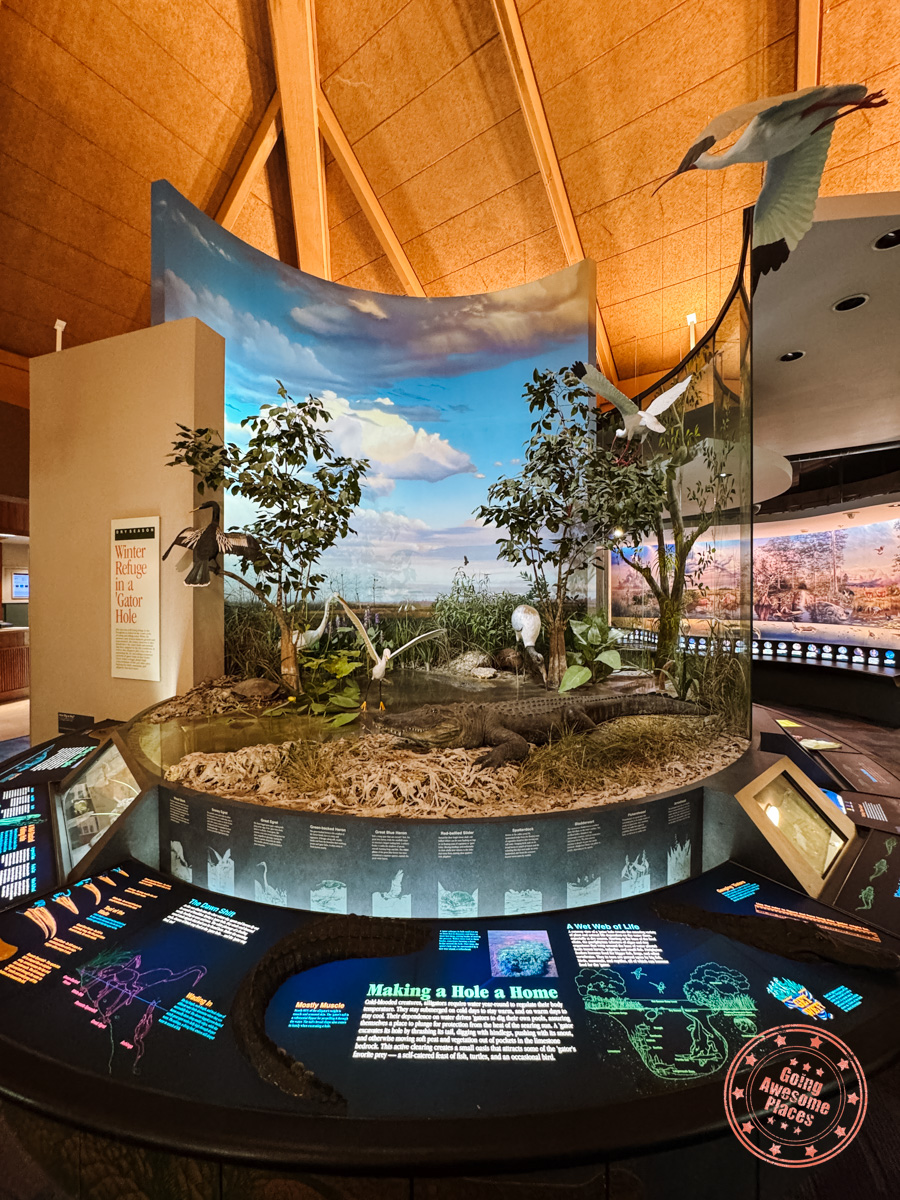 ernest f coe visitor center wildlife diorama in the everglades national park