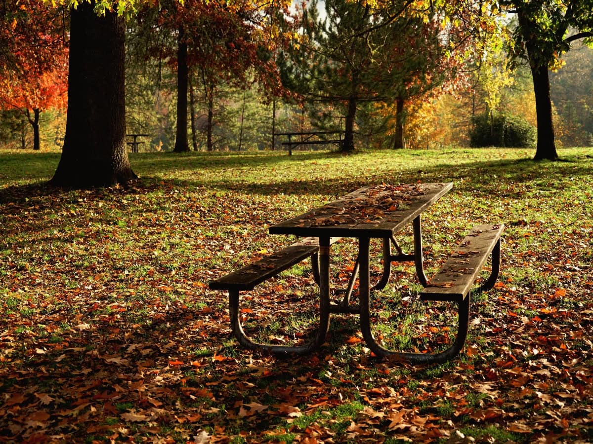 picnic table covered in leaves that have fallen from the nearby trees during fall