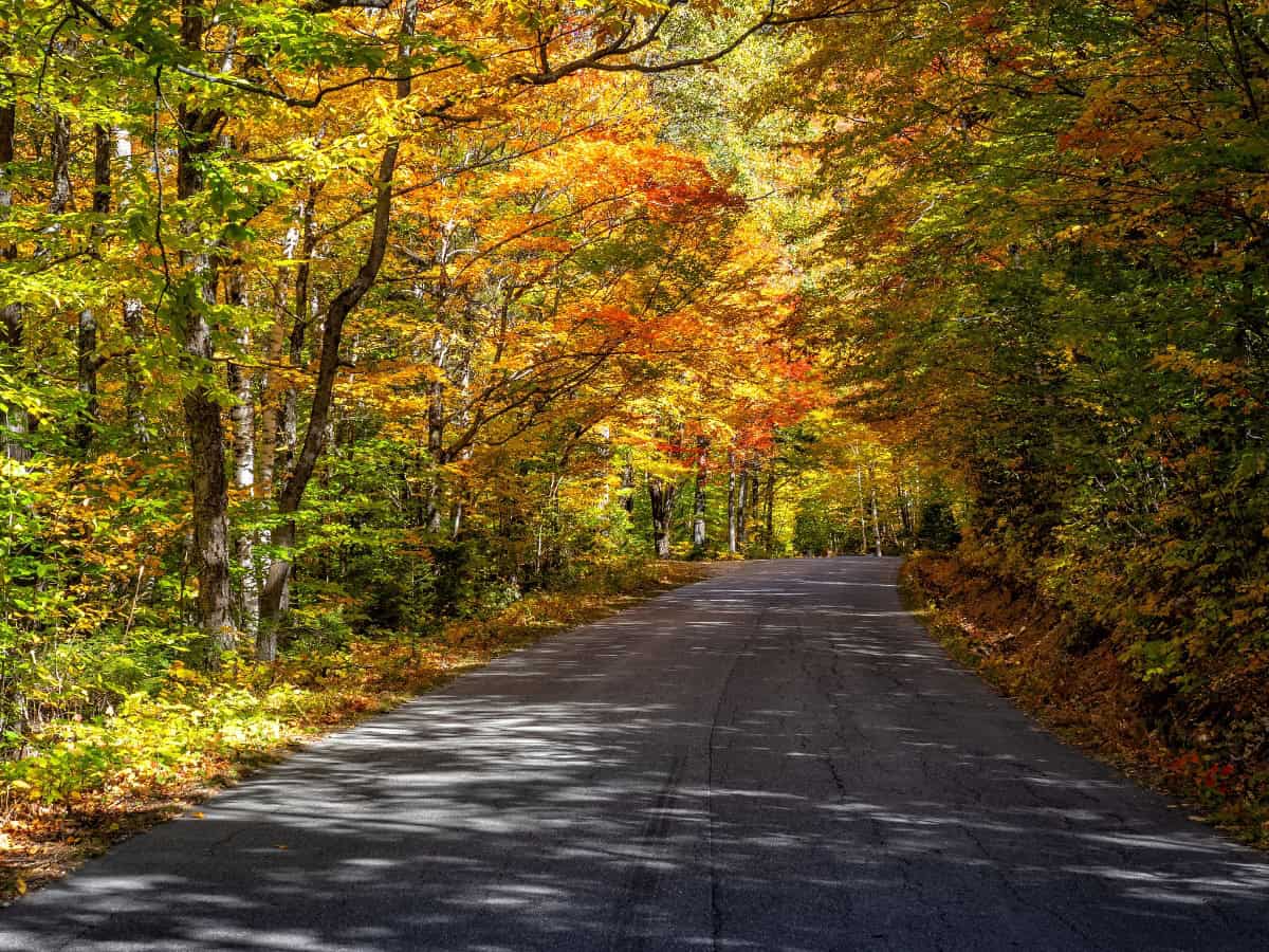 road going through fall-colored trees in maine