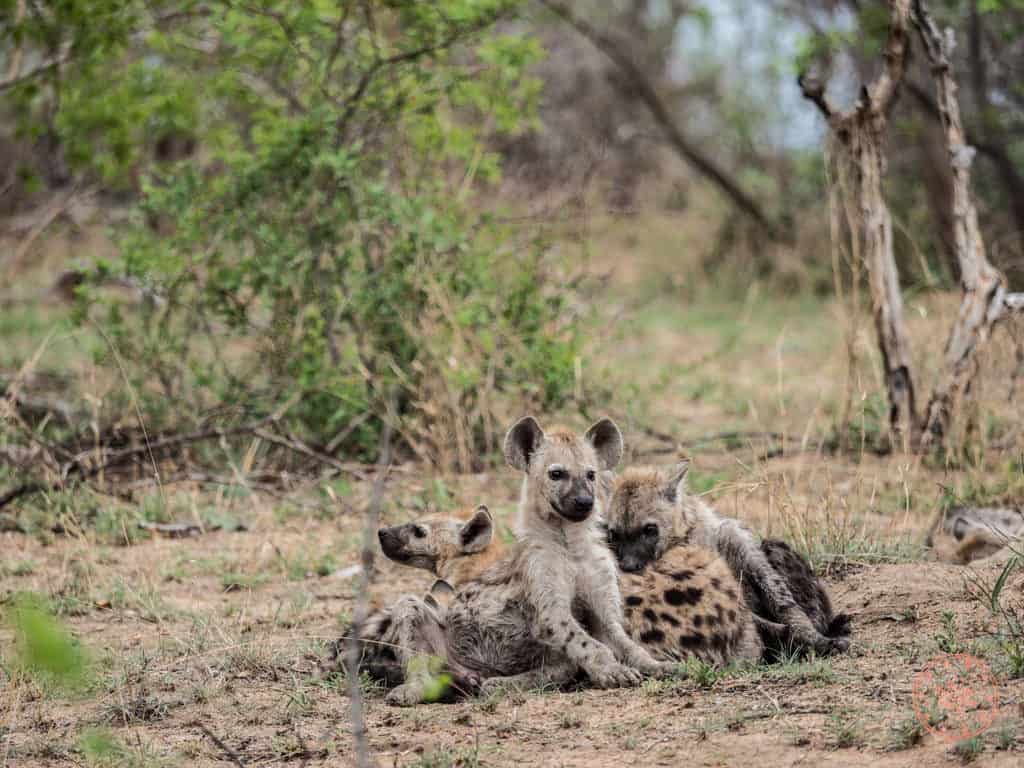 family of hyenas at kruger national park