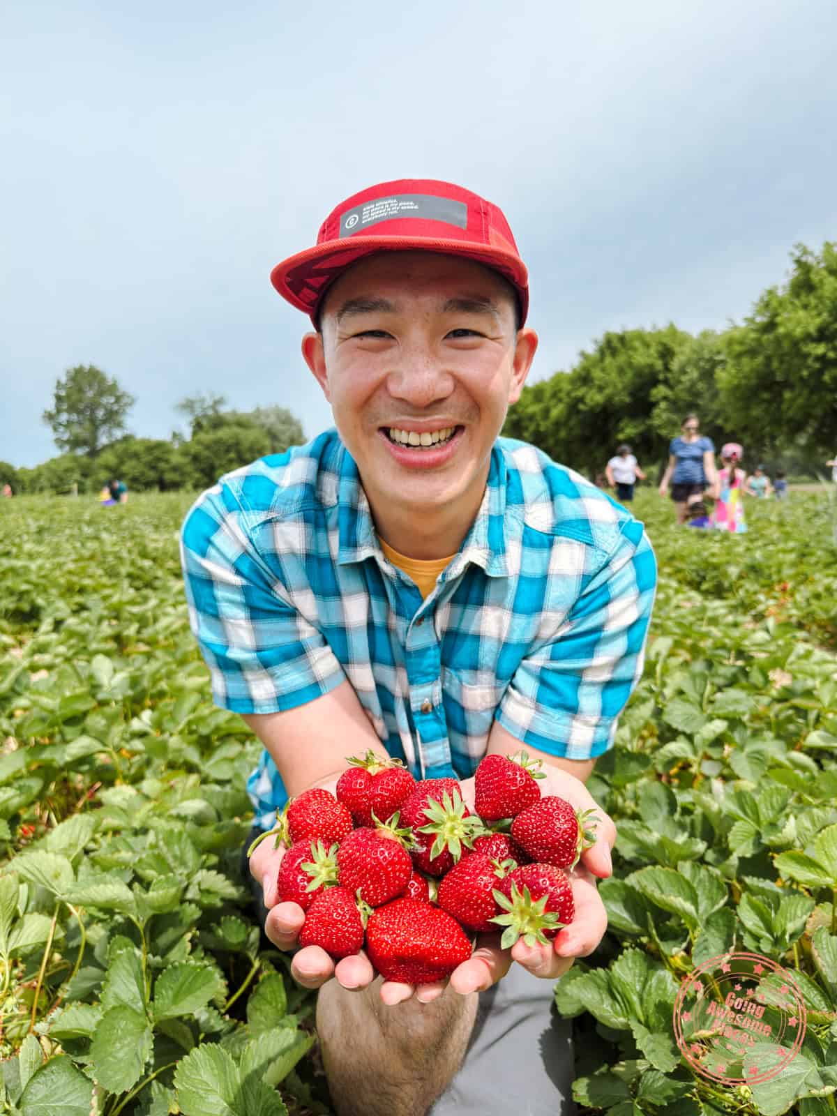 ferme marineau strawberries in hand