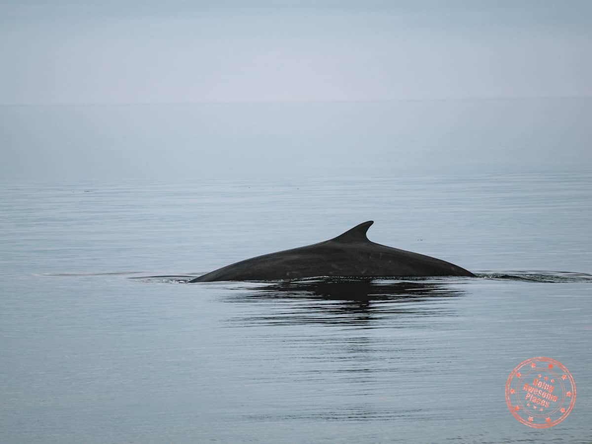 fin whale right  by cap de bon desir