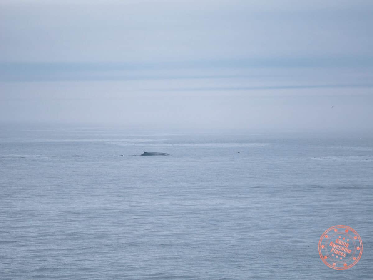 fin whale spotted from coisieres aml whale watching tour