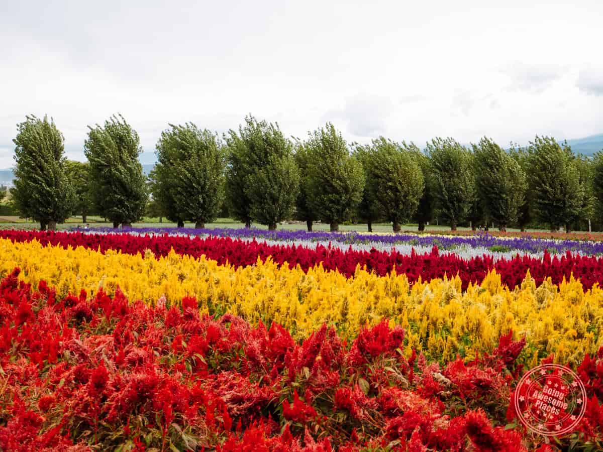 beautiful rainbow striped flower field at farm tomita
