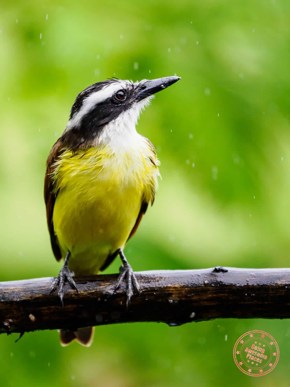 great kiskadee costa rica