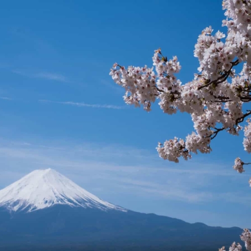 cherry blossom blooming with mt. fuji in background