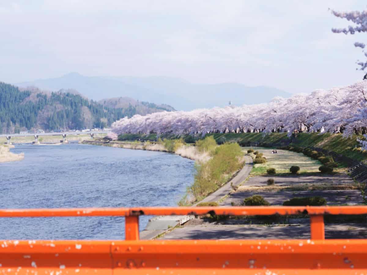 bridge view over walking path between river and line of weeping cherry blossom trees in kakunodate
