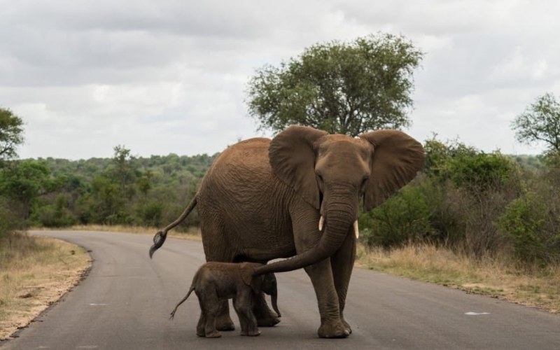 kruger national park elephants in guide on everything you need to know