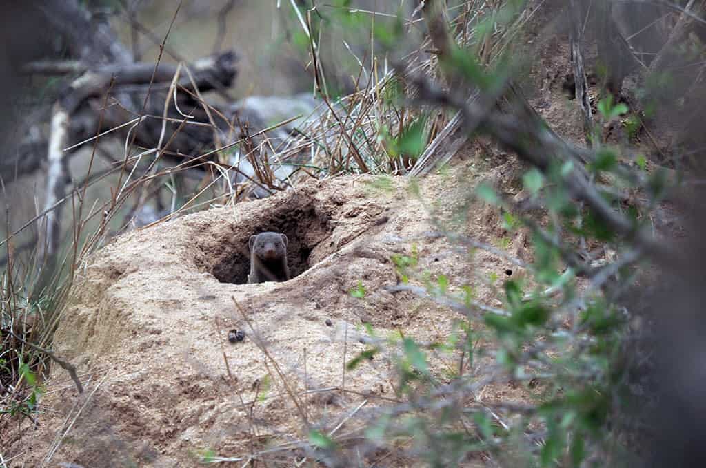 mongoose sighting in kruger national park must do activity in south africa travel tips guide
