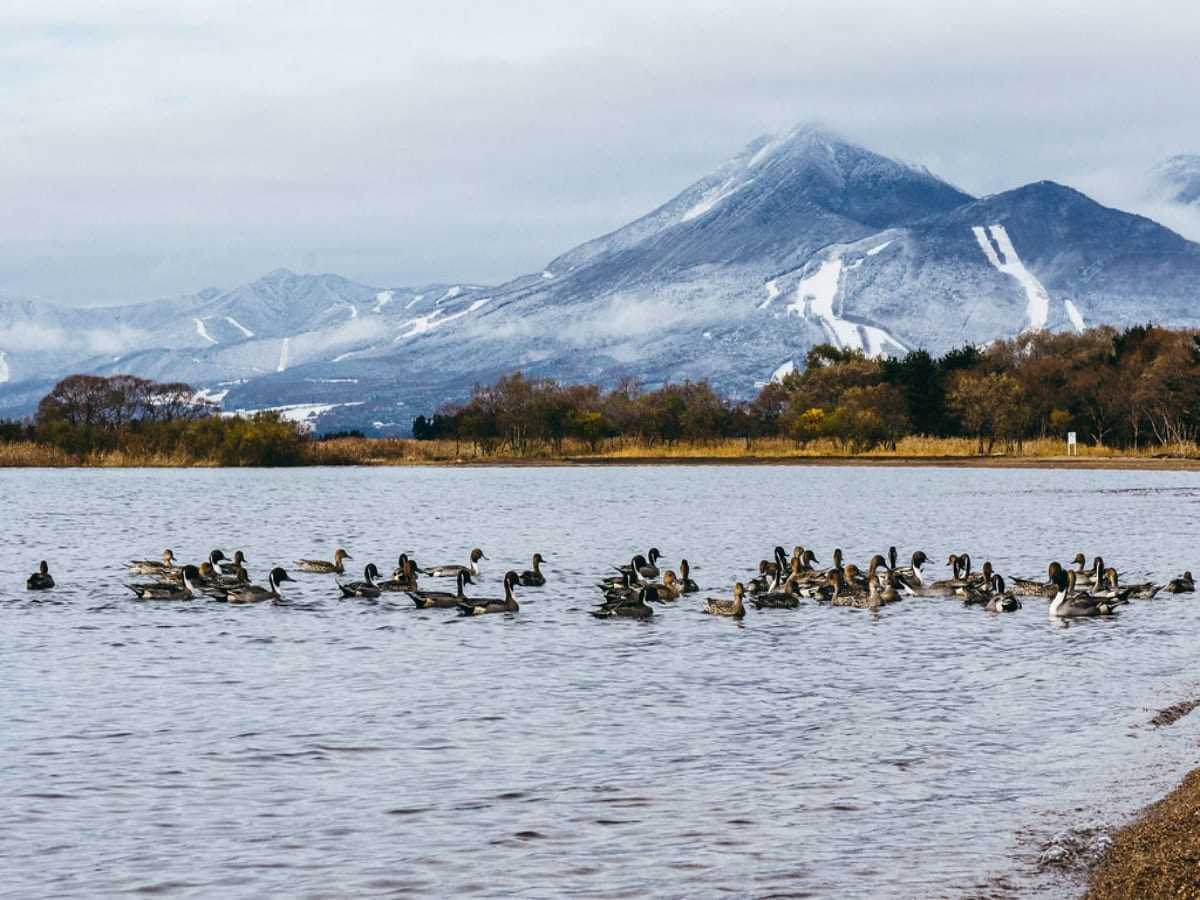 waterfowl floating along lake inawashiro in front of mount bandai