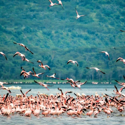 flock of birds flying in and swimming on lake