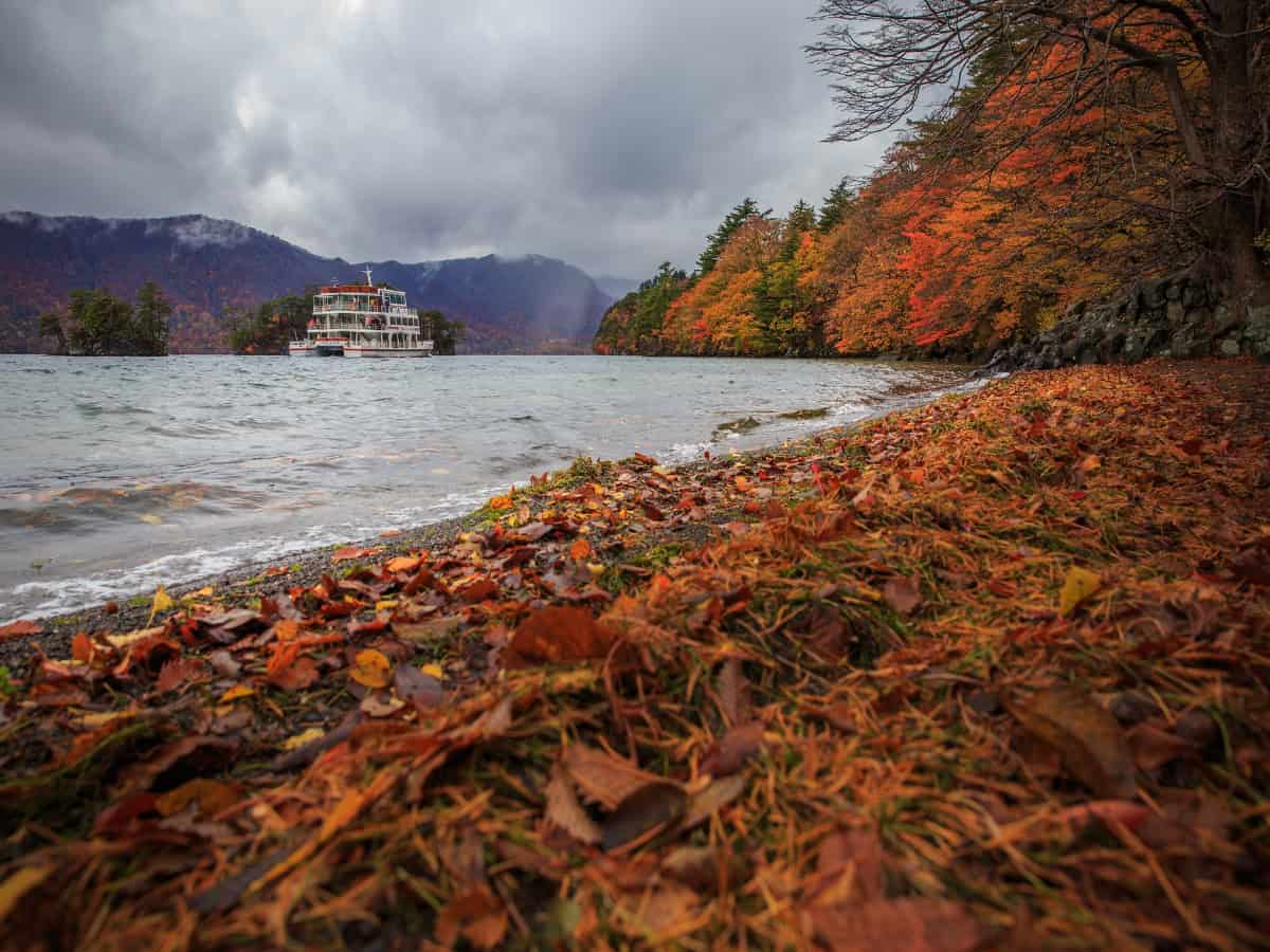 view of a large boat floating down lake towada from a fall leaf covered shore bank