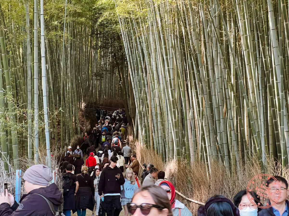 large tourist crowds at arashiyama bamboo forest in kyoto