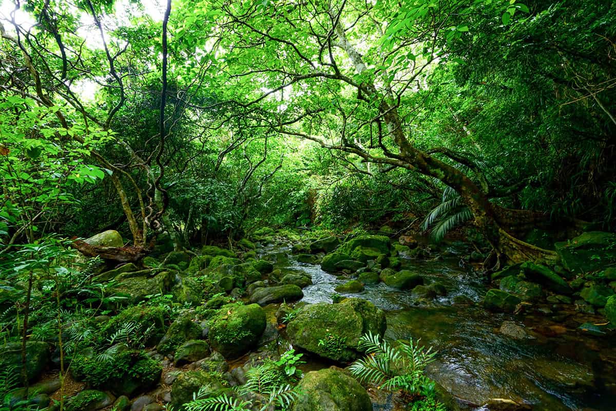 lush iriomote island jungle in okinawa