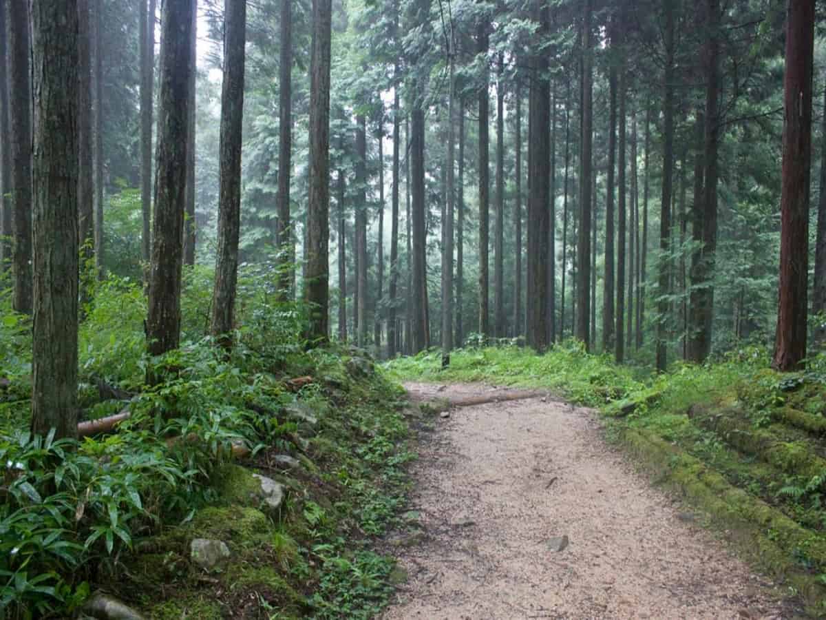 part of the magome tsumago trail in the heavy forest
