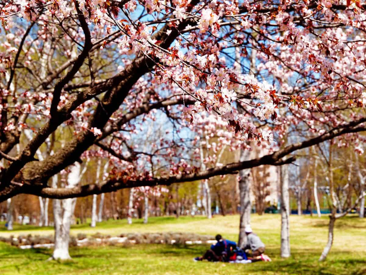 cherry blossom tree in bloom during the spring at makomanai park