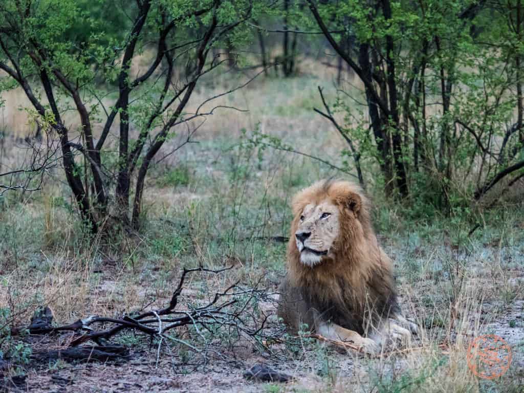 male lion sighting at elephant plains
