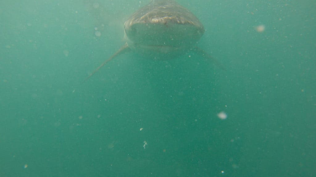 close encounter with copper sharks while shark cage diving in gaansbai south africa with marine dynamics