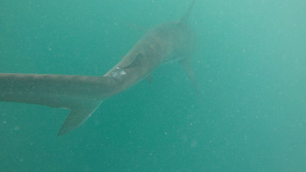 shark cage diving in gaansbai with marine dynamics