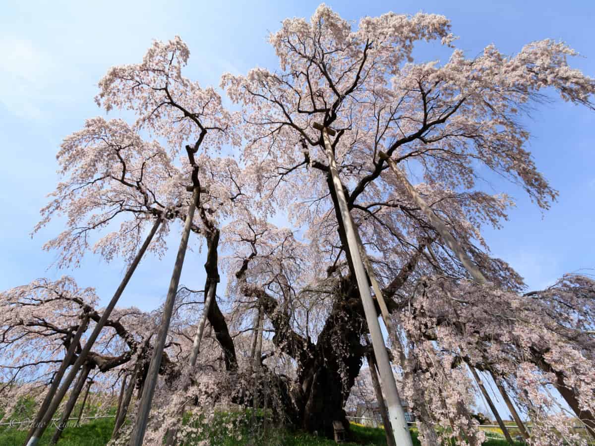 below view of the miharu takizakura looking up