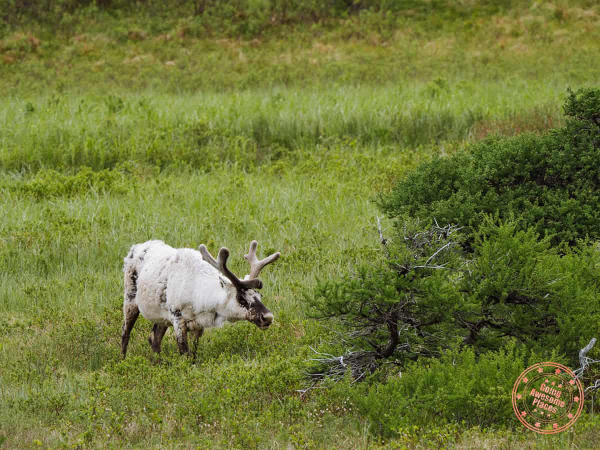 moose spotting on route 431 in gros morne national park