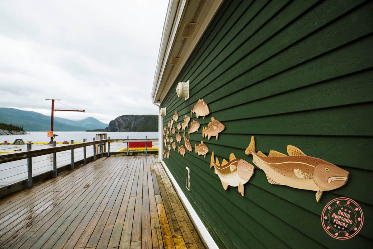 norris point salmon display bonne bay marine station